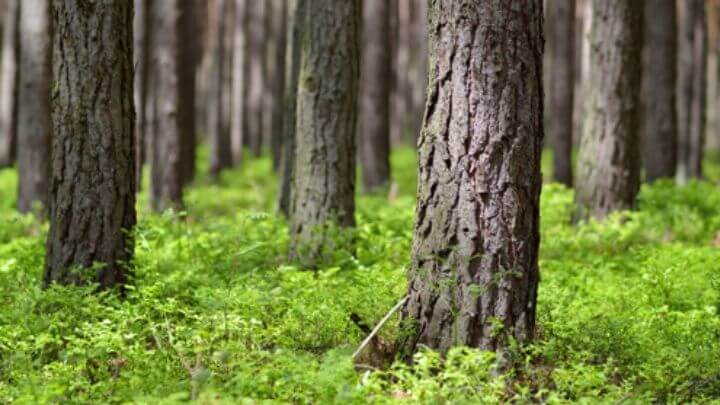 Licença ambiental