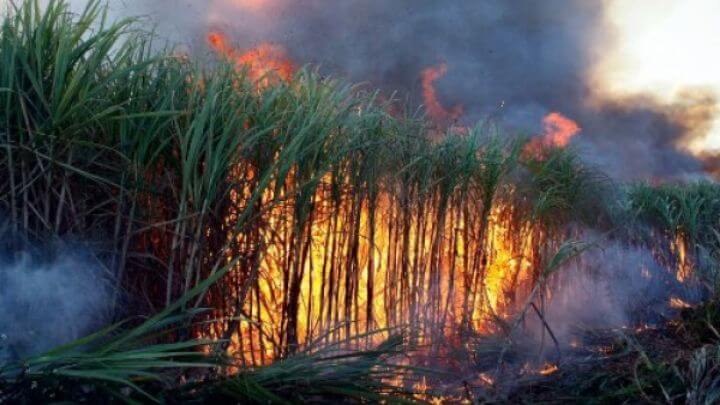 Queimadas é crime ambiental advogado