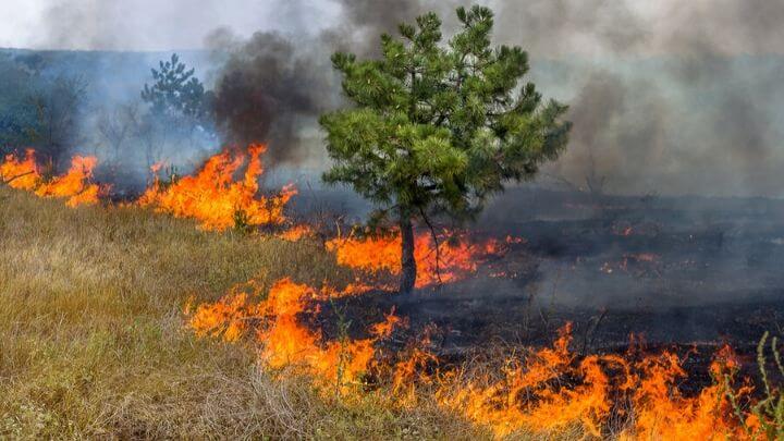 Queimadas crime ambiental