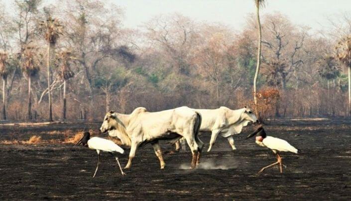 prescricao acao punitiva da administracao ambiental