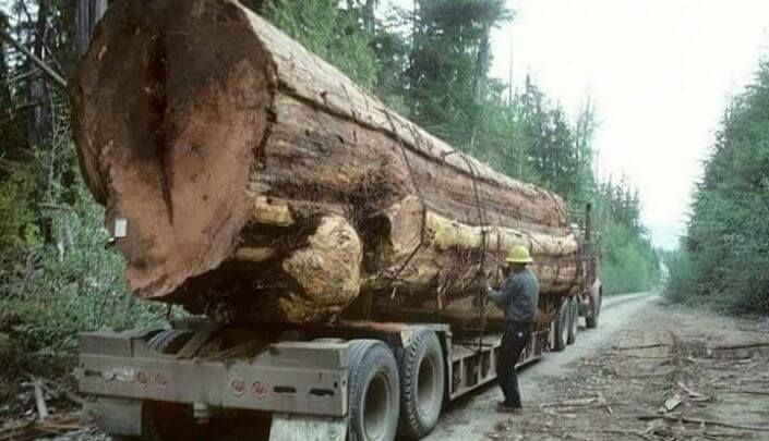 prescrição punitiva no processo administrativo ambiental