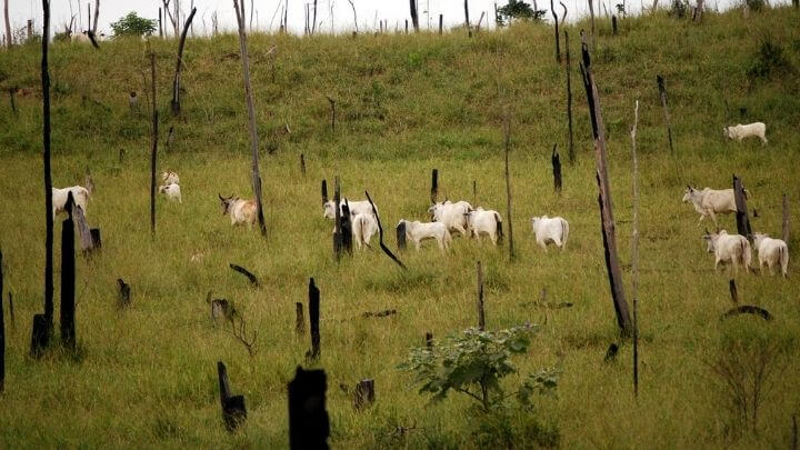 Auto de infração e multa ambiental por desmatamento