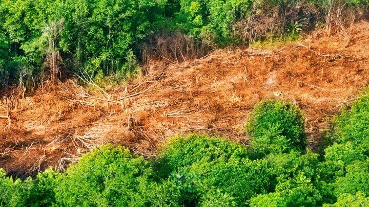 Auto de infração ambiental por desmatamento