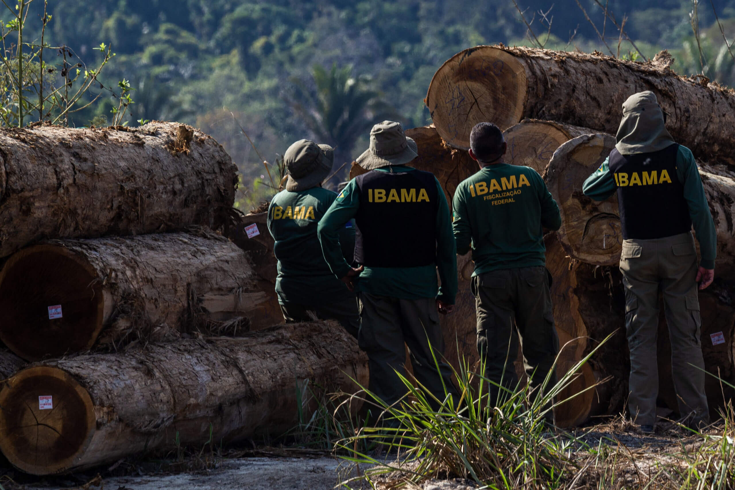 Ibama combate desmatamento ilegal