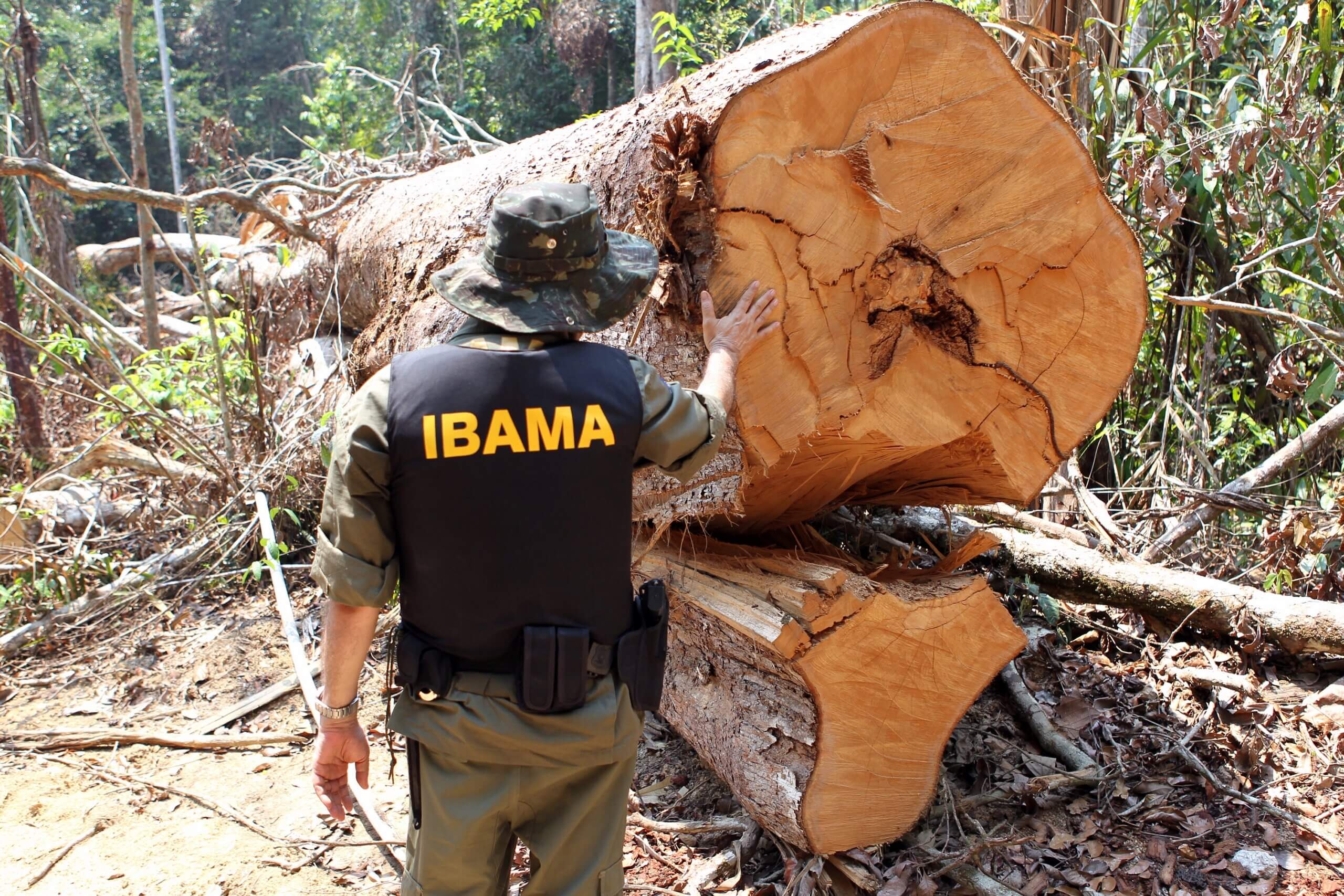 Desmatamento Advocacia Ambiental