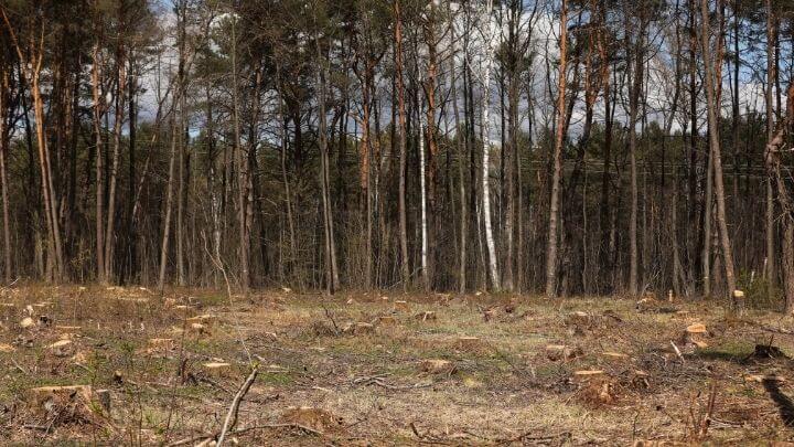 Nulidade da ação penal por crime ambiental por falta de exame pericial