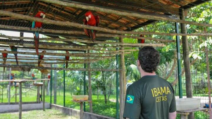 Guarda não autorizada de animal silvestre configura infração ambiental