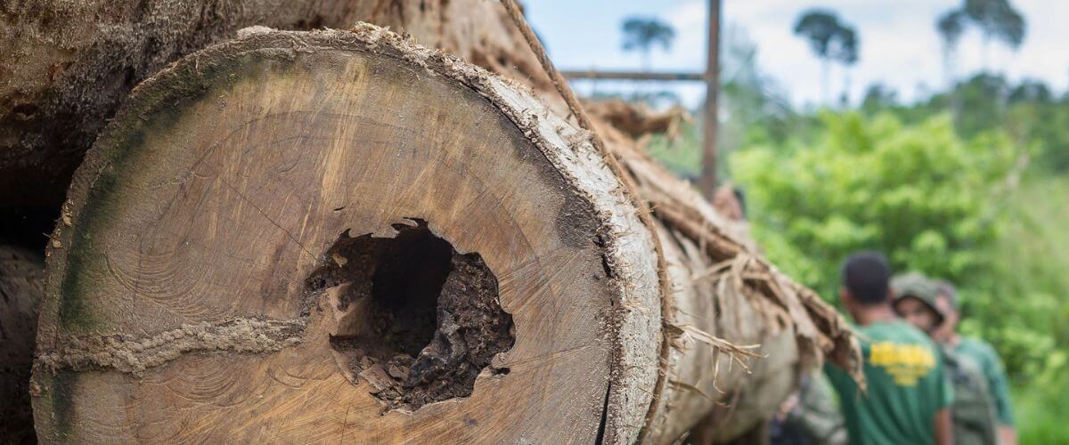 Auto de infração ambiental pode ser revisado pelo Poder Judicial