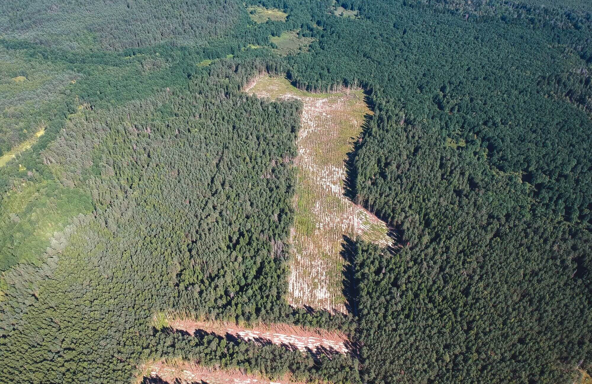 Reconvenção em ação anulatória de auto de infração ambiental