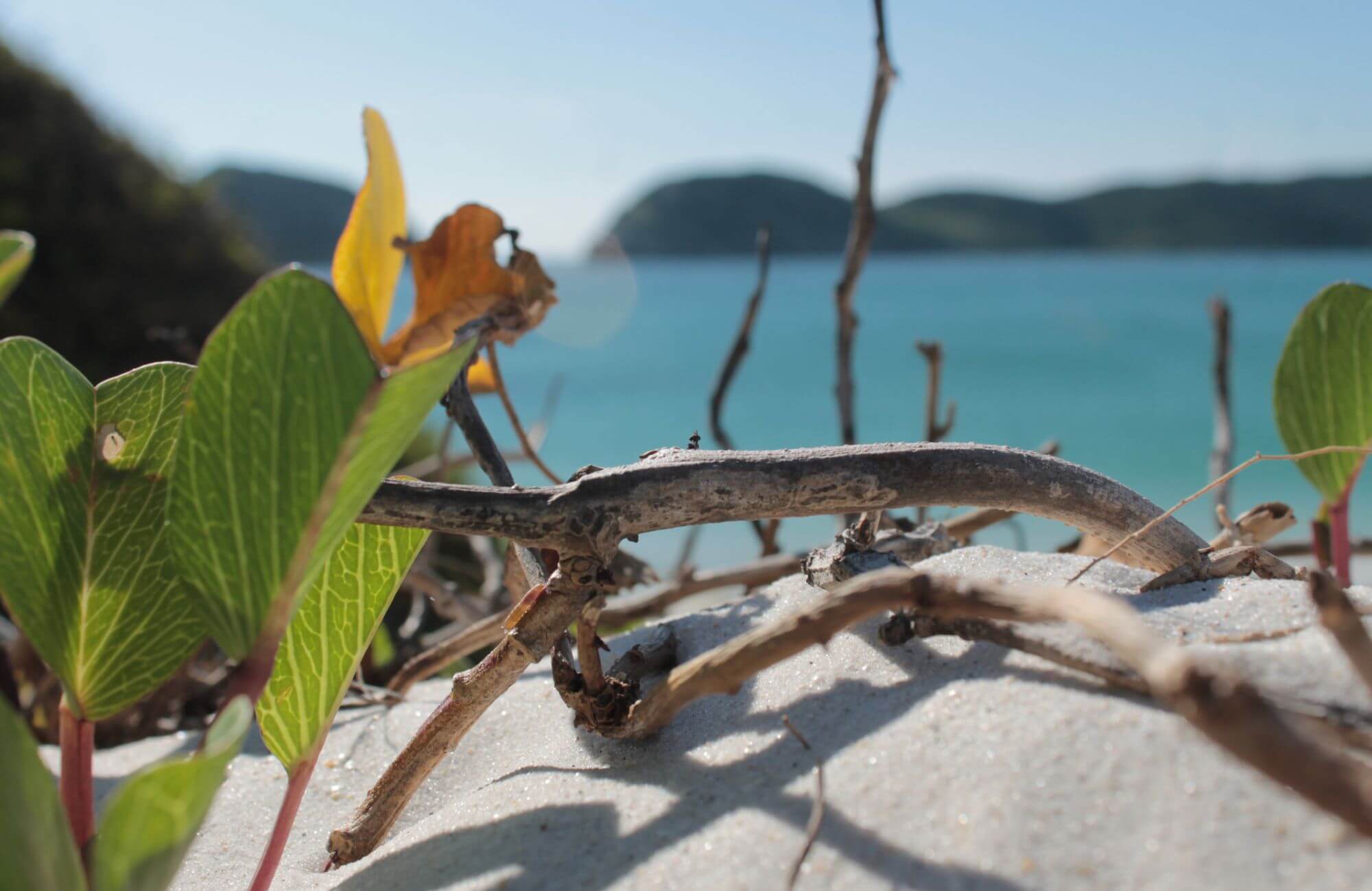 Restinga: a vegetação do litoral