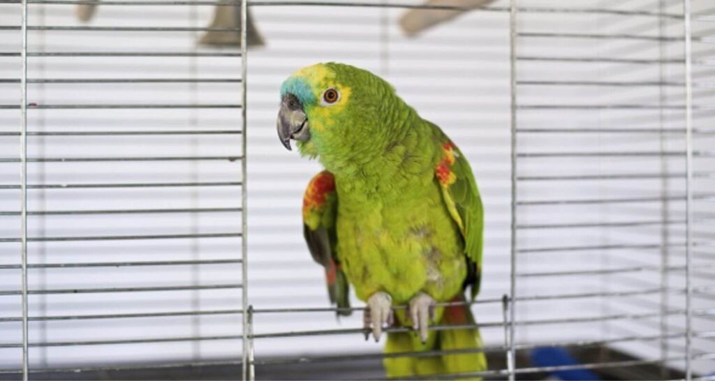 regularização de animal silvestre