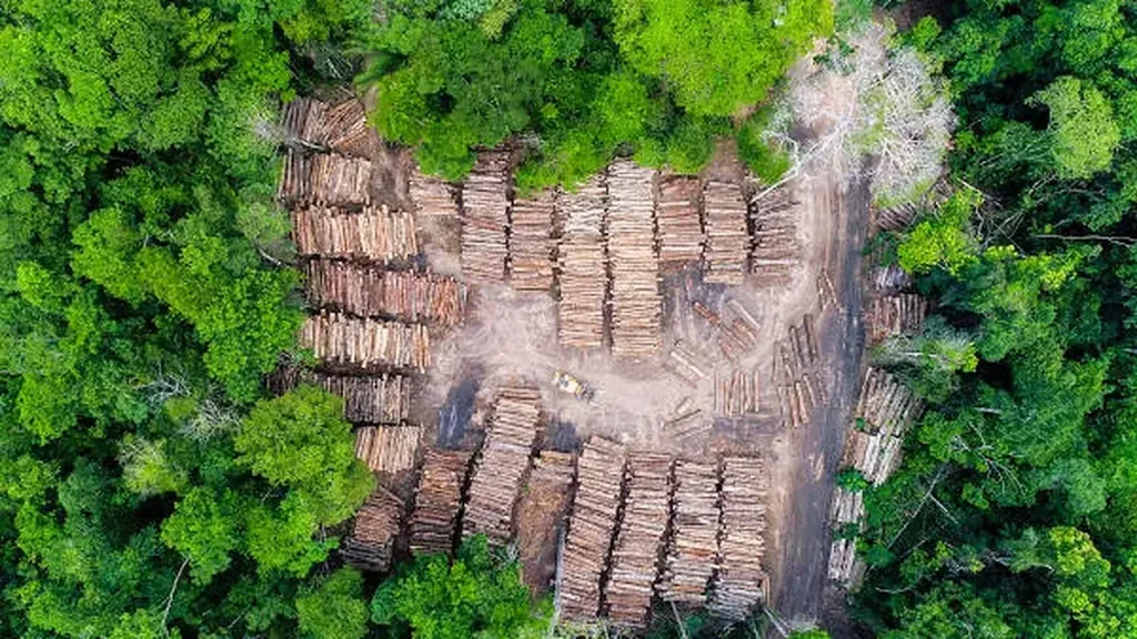 Vista aérea de toras de madeira extraídas da floresta amazônica empilhadas em clareira aberta na mata